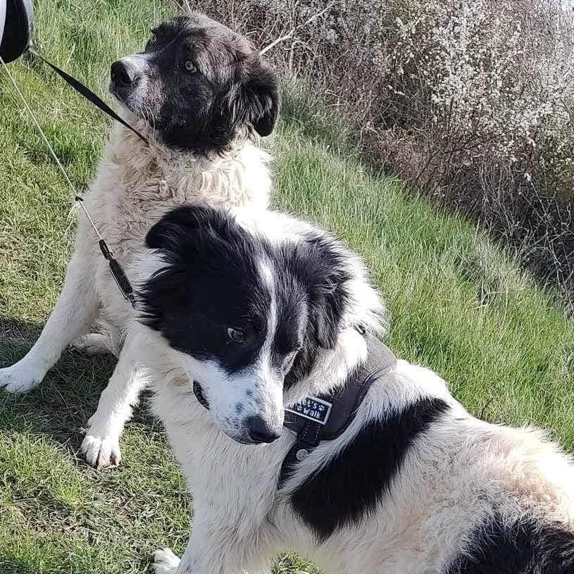 The Rescue have an opportunity for anyone who can foster Bill and Ben together. They are fully funded and will continue to be here in the UK They are in #Romania and at risk of going into a kill shelter as the private foster is very ill pawesomepossibilities1114@outlook.com