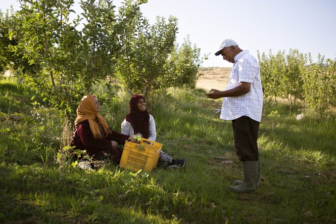 ❝Maintenant, les gens ont du travail❞. 🍏🍎🍏 Elhenia récolte des pommes dans une ferme en #Tunisie où un projet soutenu par le FIDA crée des emplois durables. ❝Les gens qui étaient partis sont revenus. Ils travaillent et ils investissent ici, où ils ont grandi.❞