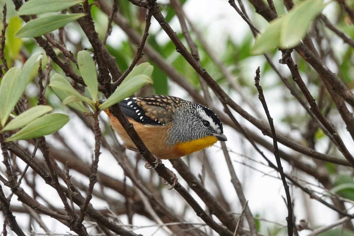 Just posted a quick photo blog about our time in Australia on birdwatchingtrips.co.uk/bird-blog/aust… Here's the small but rather wonderful Spotted Pardalote