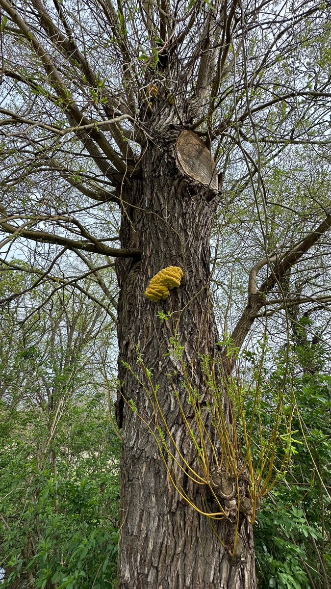 Does anyone know if this is Laetiporus sulphureus? …. Incredible specimen!