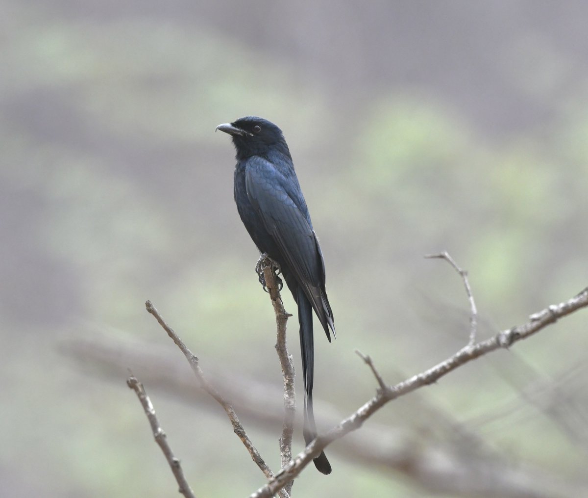 vyasad's tweet photo. Birds of #Amagarh #Jaipur,Ciao.#Blackdrongo #Kingfisher #Indianrobin #Brahminystarling #RajasthanForestDepartment #indiaves #BBCWildlifePOTD #ThePhotoHour #BirdsSeenin2024 #BirdsOfTwitter #birdphotography #birdwatching #Bird #Nature #NatGeoIndia #NatGeo #TwitterNatureCommunity #nikonphotography
@IndiAves @my_rajasthan @Britnatureguide @ForestRajasthan @incredibleindia @birdsaroundme @PlaceForBirds