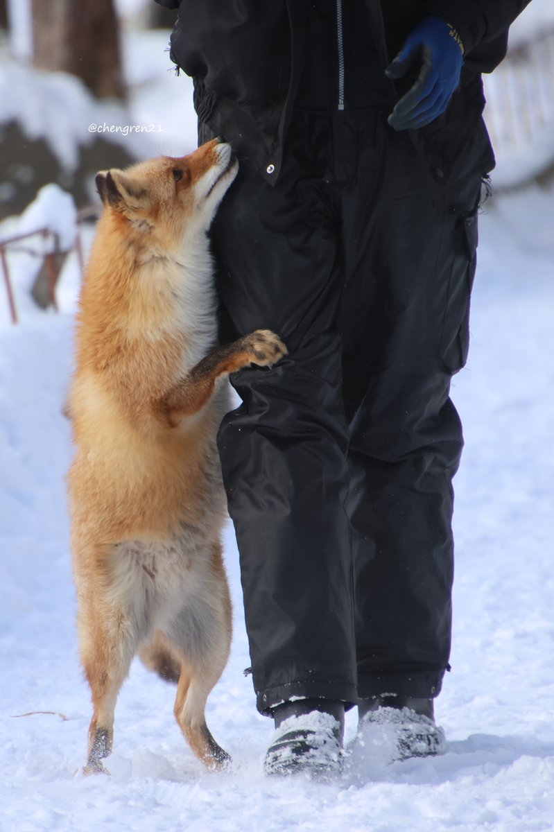 みんな大好きふくちゃんだけど、やっぱり育て親の社長は別格 #北きつね牧場