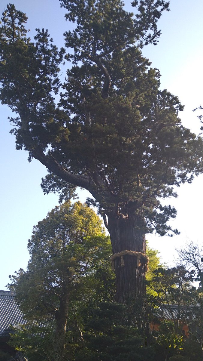 ikeda917's tweet photo. 久しぶりの手賀沼林間コース https://t.co/YF0HheJZEt