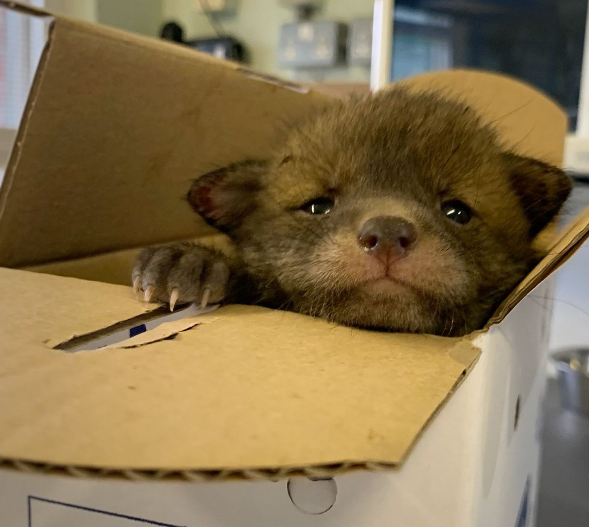 Every morning our fox cubs are weighed to ensure they are growing and developing nicely 😊 this cub popped his head over the weigh box waiting to be reunited with his siblings 😊 this process takes 30 seconds approximately #foxes #fox #cub