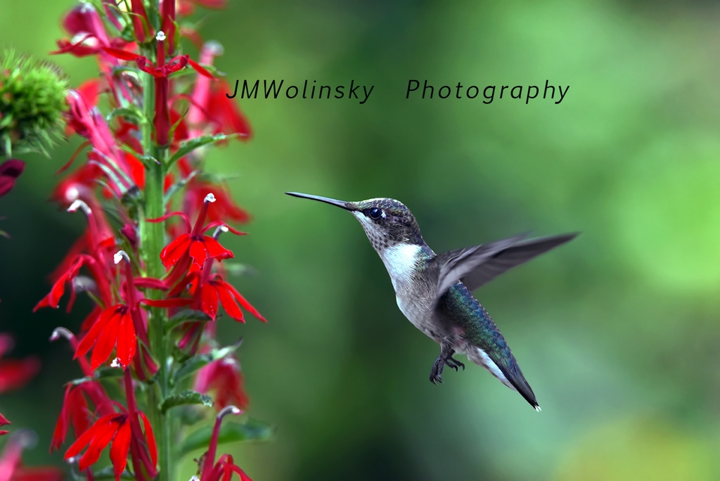 #BIRDS! Check out this adorable little hummingbird that paid a visit to my backyard garden! 🌸🌿 I couldn't resist trying to capture its beauty on camera. Spent hours clicking away just to get the perfect shot! #NaturePhotography