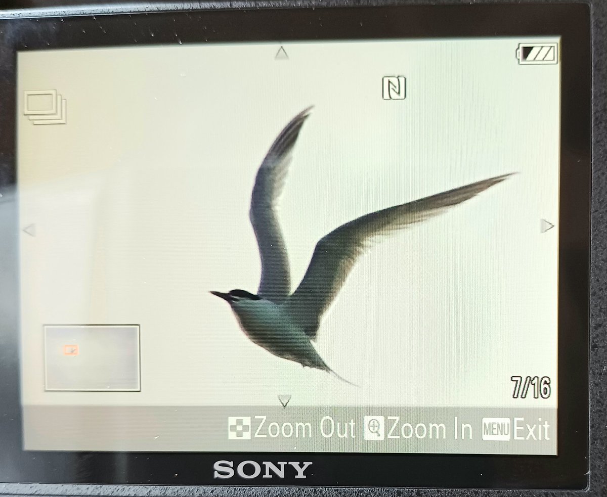 Flight shot of the brief Sandwich Tern at Flashes #uptonwarren am. Also: Avocet 52, Common Sand 2, LRP 5, Lapwing 3, Lesser Whitethroat, Sedge Warbler, Willow warbler, Blackcap 4, Shoveler 4, Gadwall 4, Shelduck 11, Peregrine,