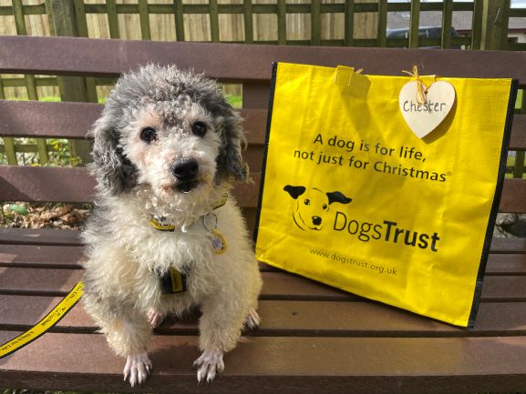 Chester was first up this morning 🐶 to pack his big yellow bag 💛 and head off to his forever home 🏡 with his new paw-rents 🐾 for lots of fun adventures ahead!🗻 @DogsTrust #BigYellowBagDay #AdoptDontShop #ADogIsForLife