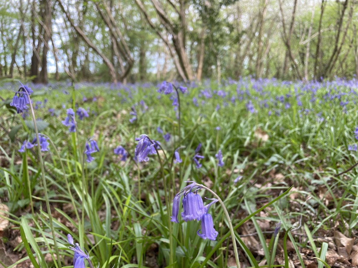 Competitive bluebell photography ⁦@Peggy_Riley⁩