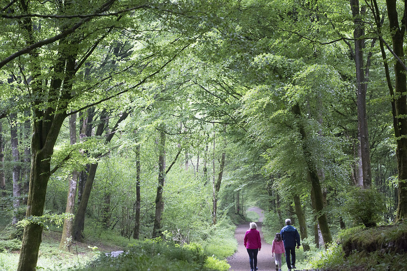 Mullaghmeen Forest in north Westmeath is the largest planted beech forest in Ireland. This 1,000 acre broadleaved forest has an extensive network of way marked trails for varying levels of fitness, including three looped walks and a multi access trail!