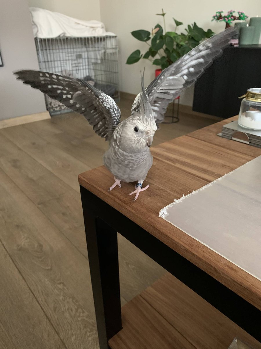 Een vogel #vermist Tikkie sinds 10 april 2024 in #Turnhout #meldpunt #huisdier binnenbeest.be/vermist-gevond…