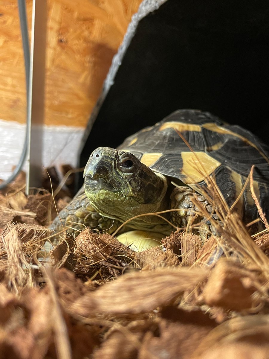rikugamelife's tweet photo. おはよ🥱🐢
#リクガメ#爬虫類 https://t.co/7W0ajnS2AK