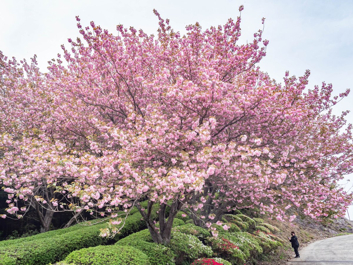 春泥棒🌸八重桜が満開を迎え綺麗でした
佐賀・白石町