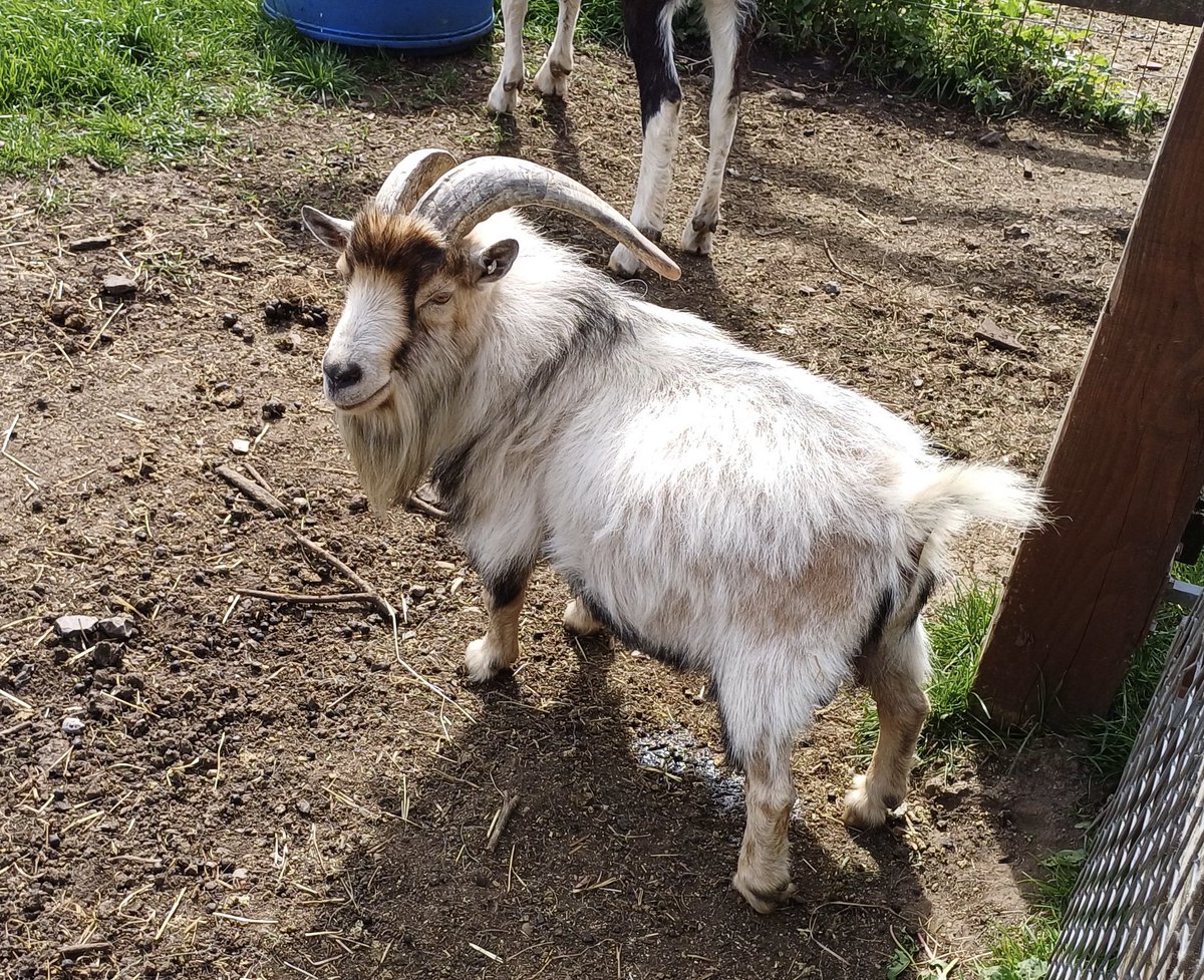 A sunny day at the city farm.