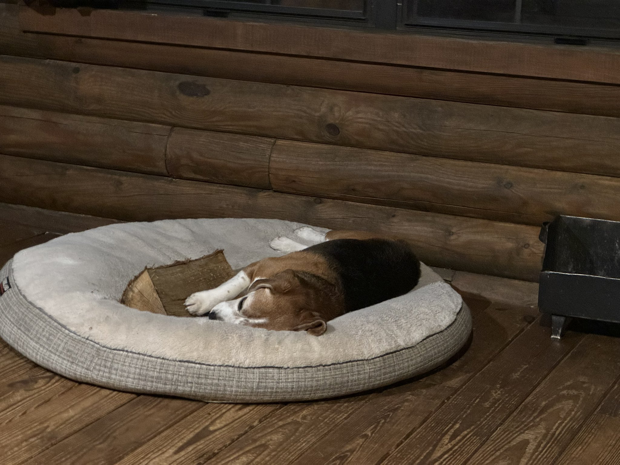 びーぐるビーグル (@beegooroo) / X