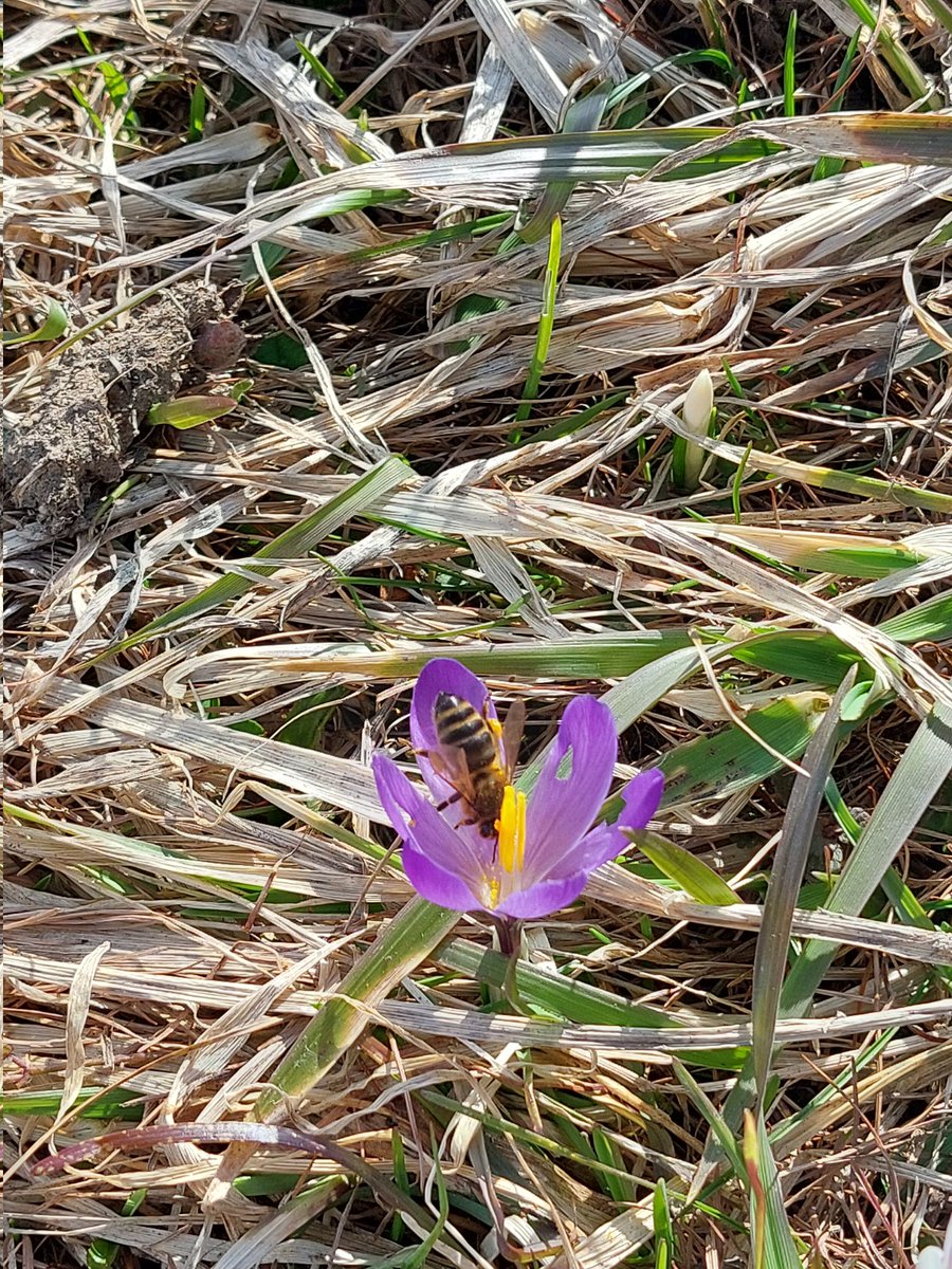 Show a photo of bees, flowers or both! For the weekend challenge.