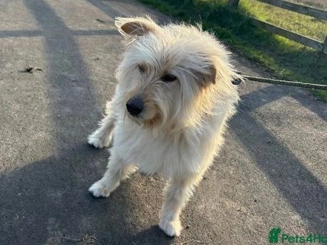 ESPERANZA is AVAILABLE TO ADOPT and waiting to meet you. This beautiful lady is around 3.5 years old and is medium in size. She is calm and quiet girl who loves affection and going for walks. she can be very shy to start as she hasn’t had the best start #Lincolnshire #York