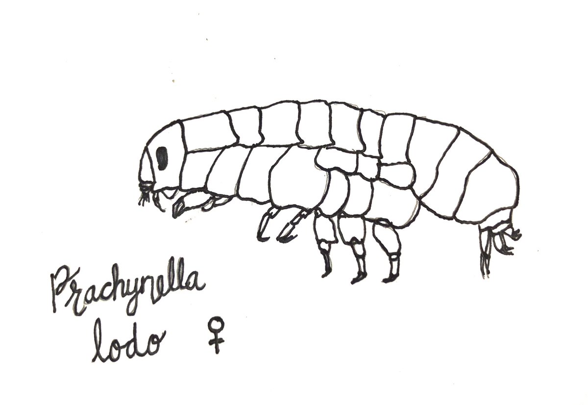 ocean_CRitter's tweet photo. How cute is this little one? She looks ready to welcome the change of season. Happy April from your amphipod of the month, 𝘗𝘳𝘢𝘤𝘩𝘺𝘯𝘦𝘭𝘭𝘢 𝘭𝘰𝘥𝘰. #AOTM https://t.co/LLNtQPNC3P