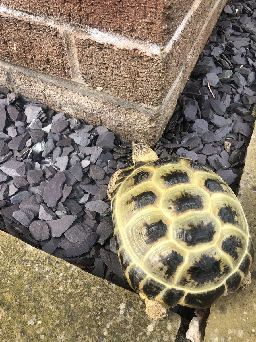 No rest for the wicked - I’ve been undertaking a double wall inspection today #ImportantTortoiseBusiness 🐢💚 ⛑️