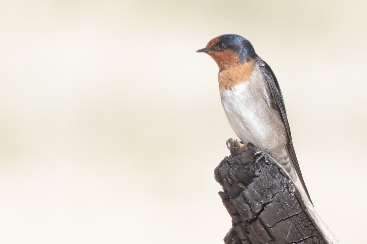 Bird on a stick! 
(Welcome Swallow on a burnt log at Mogareeka :) #birds #WildOz