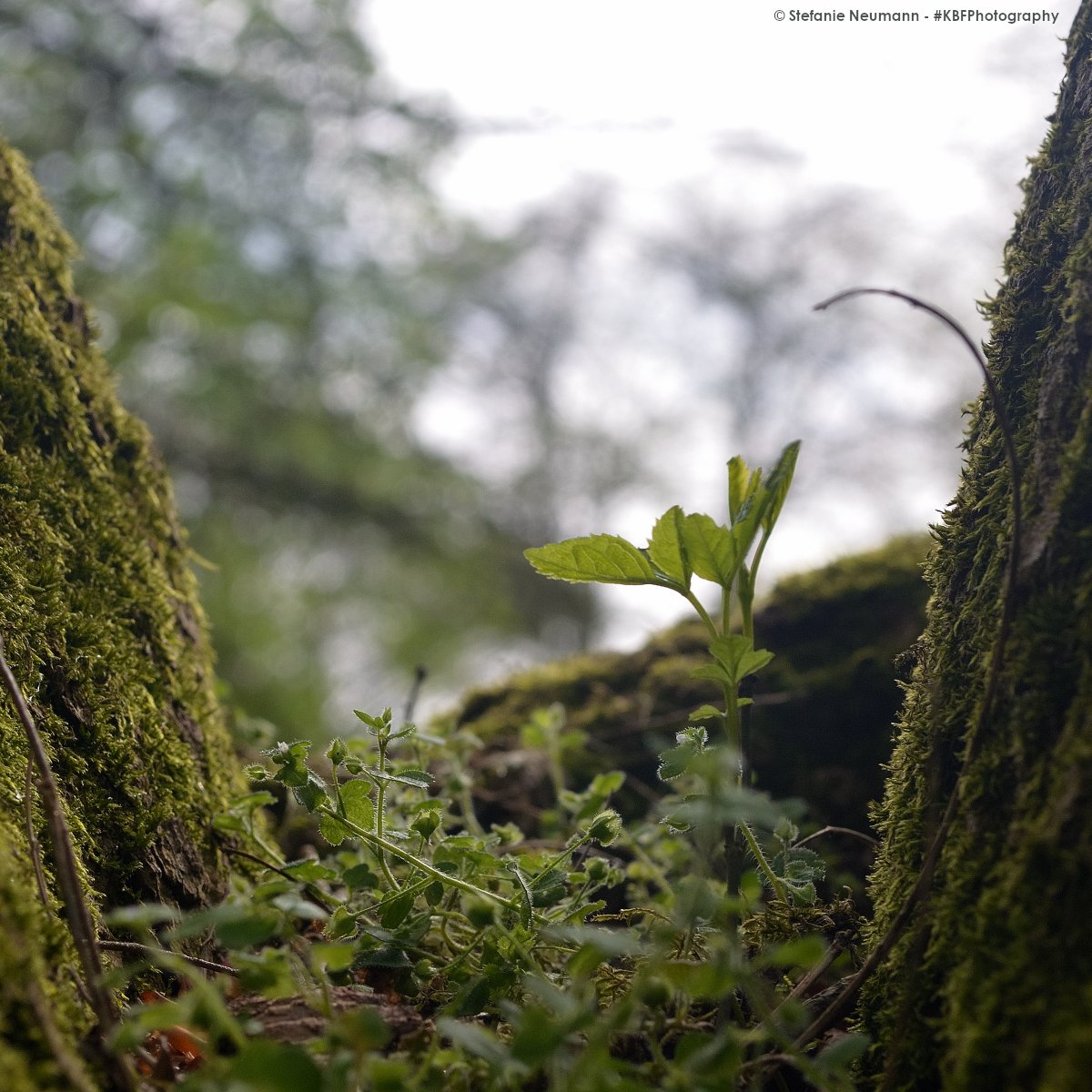 Sometimes, we need to raise our view to discover new worlds.

Life has a habit of showing up in unusual ways.

#KBFPhotography #DSLR #Nikon #Photography 
#KBFWotY #Spring #April #UrbanNature 
#SundayThought #SundayMotivation