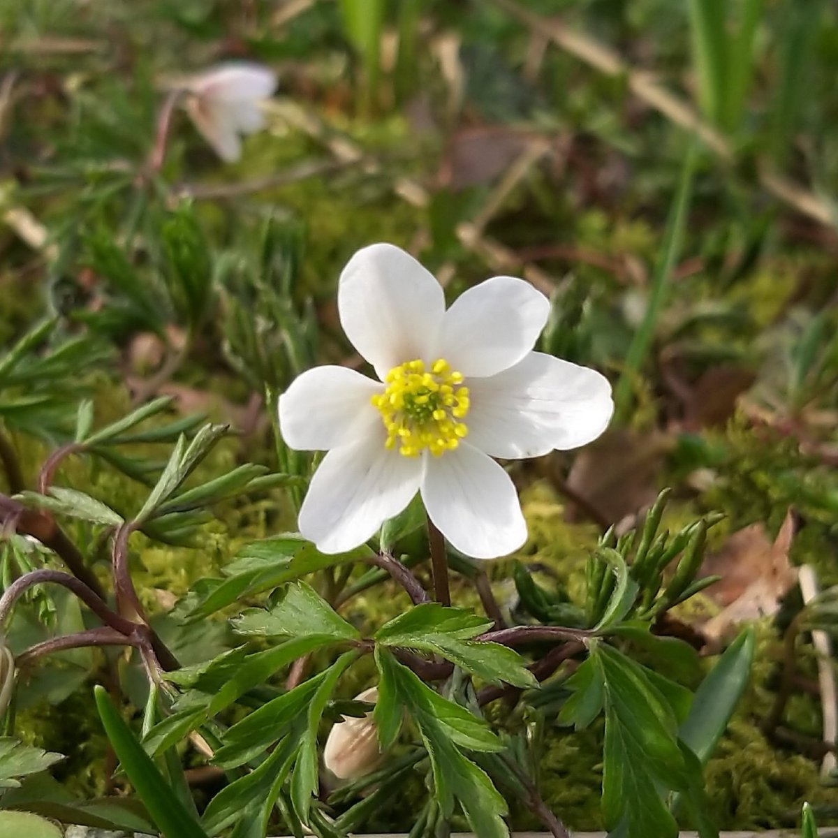 Anemone nemorosa; the common name is 'wood anemone' in Cumbrian dialect, it's 'billy-buttons' never pick an anemone flower as it will bring you bad luck #folklore #wildflowers #cumbria