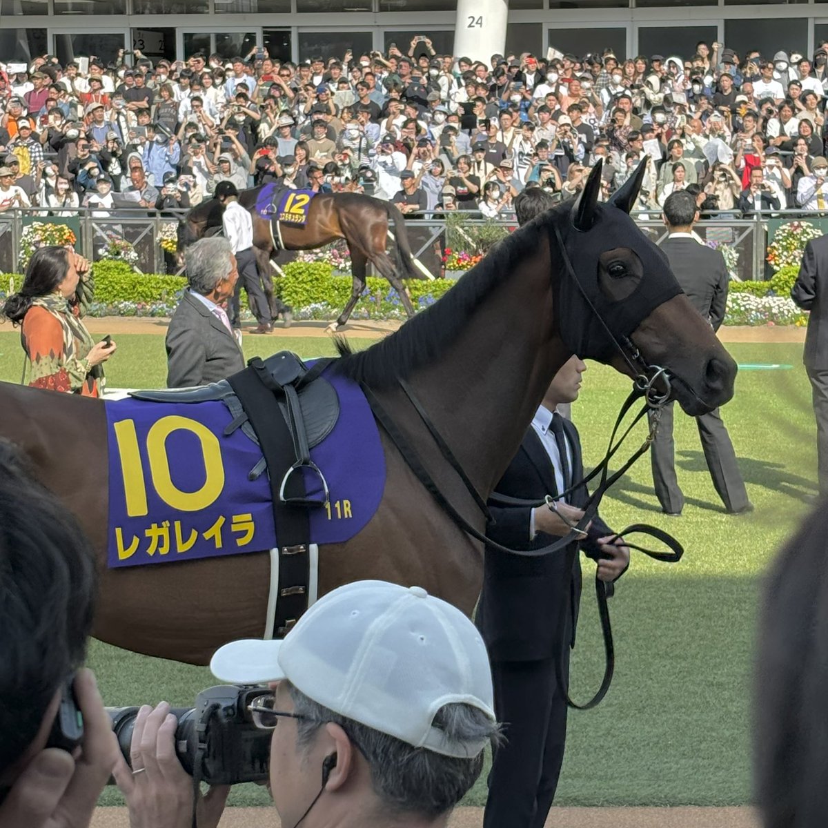 EfConGran1031's tweet photo. パドックで一瞬こっち向いてくれたレガレイラ嬢がすごく美人だった話していい？いいよ https://t.co/juaAloEGSj