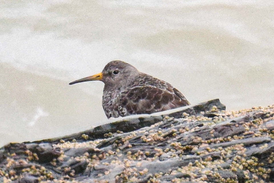 Spotted this Purple Sandpiper sheltering from yesterday’s wind below New Quay Fish Factory. 
#TwitterNatureCommunity