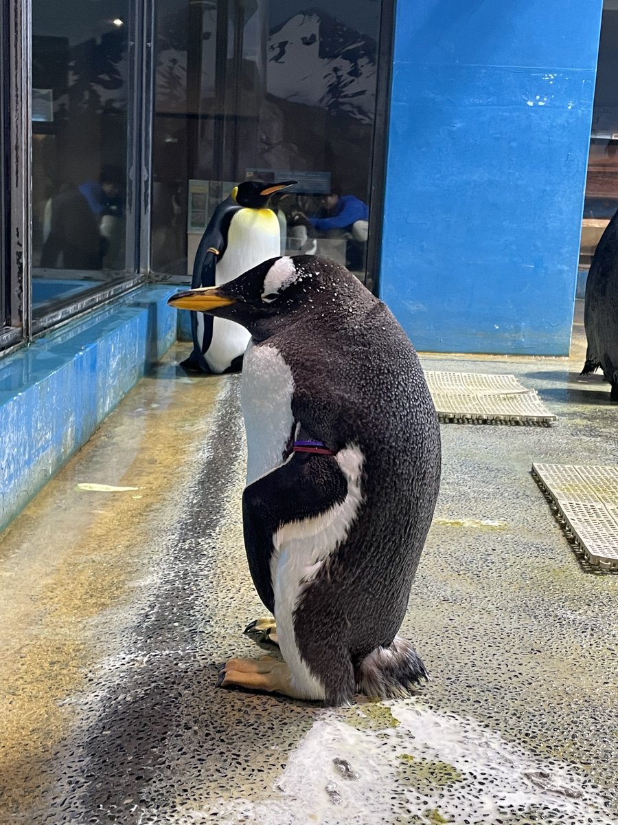 ちょっと、一息。 #長崎ペンギン水族館　#ペンギン　#ジェンツーペンギン　#お疲れ様です