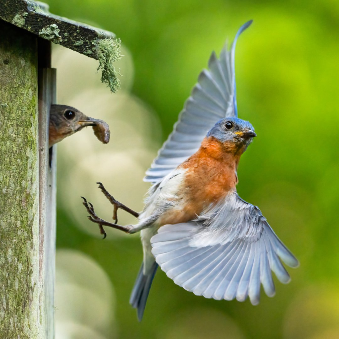 Backyard Patio Life tweet media