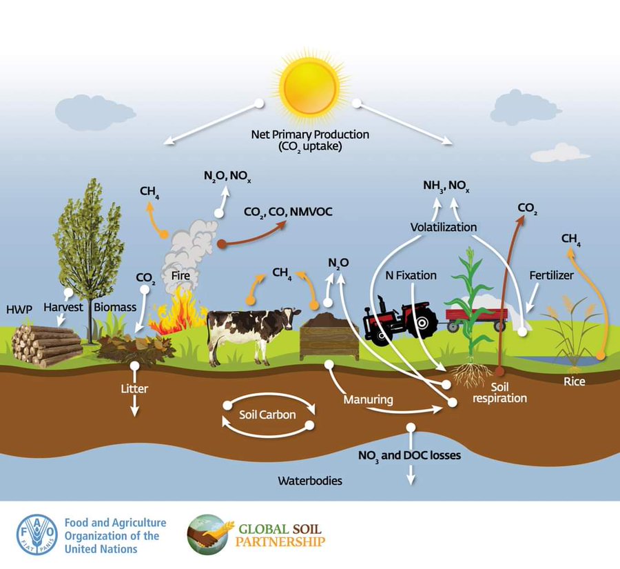 Take a look at this scheme, adapted from @ippcnews, 2006, and learn how sustainable soil management #SSM practices can sequester carbon from the atmosphere and mitigate #Climate change. 👉🏾 doi.org/10.4060/cb0509… #ClimateAction #SoilHealth #SoilAction #GlobalSoilPartnership