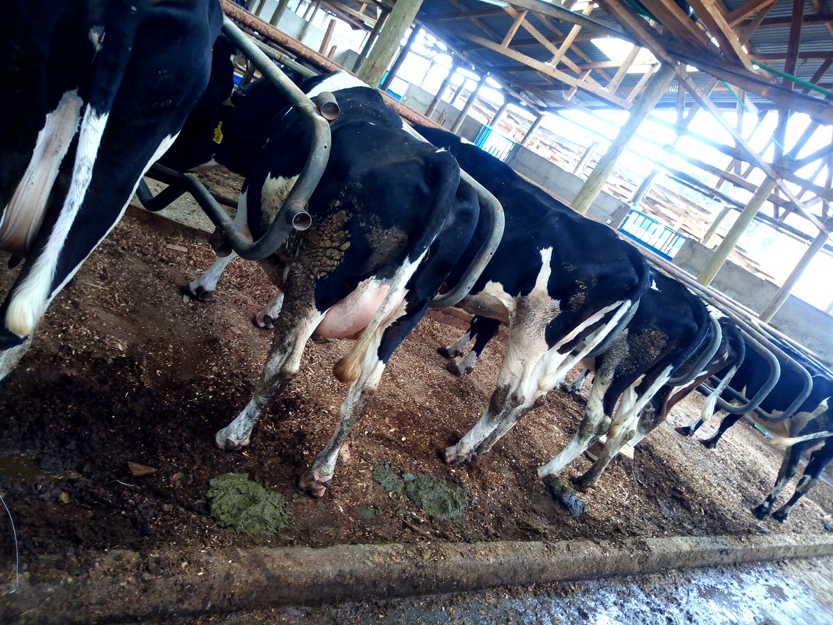#Sunday #Motivation to every dairy production Agribusiness investor.

✅Start Small and Scale Up:

It's advisable to start with a small number of dairy animals and gradually scale up as you gain experience and confidence in managing the cattle effectively.

#Dairy
