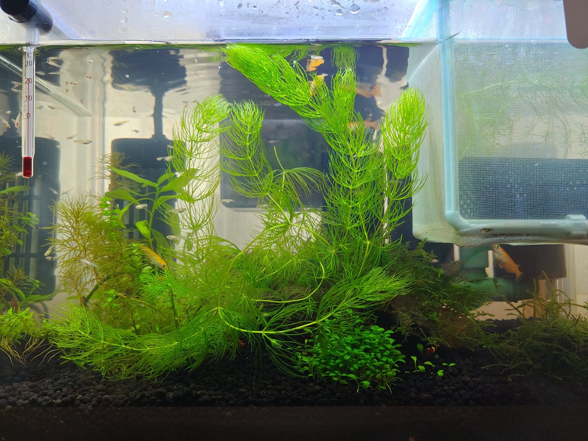FeREAL1274's tweet photo. 楊貴妃メダカ×6
針子・幼魚×約60匹
ミナミヌマエビ×2
レッドチェリーシュリンプ×10
レッドシャドーシュリンプ×18匹
の超過密水槽になったのでフィルターをAT20→フリーウォッシュSに切り替え。濾材容量2倍ぐらいになったけど水質維持できるかな… https://t.co/HW2QeOaUFJ