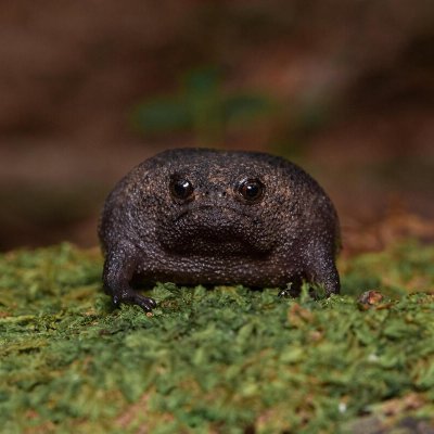 RobertToadSol's tweet photo. @ETHEREUM_HABIBI $ROBERT gonna be a household name 🐸 https://t.co/51CHaZgxTp