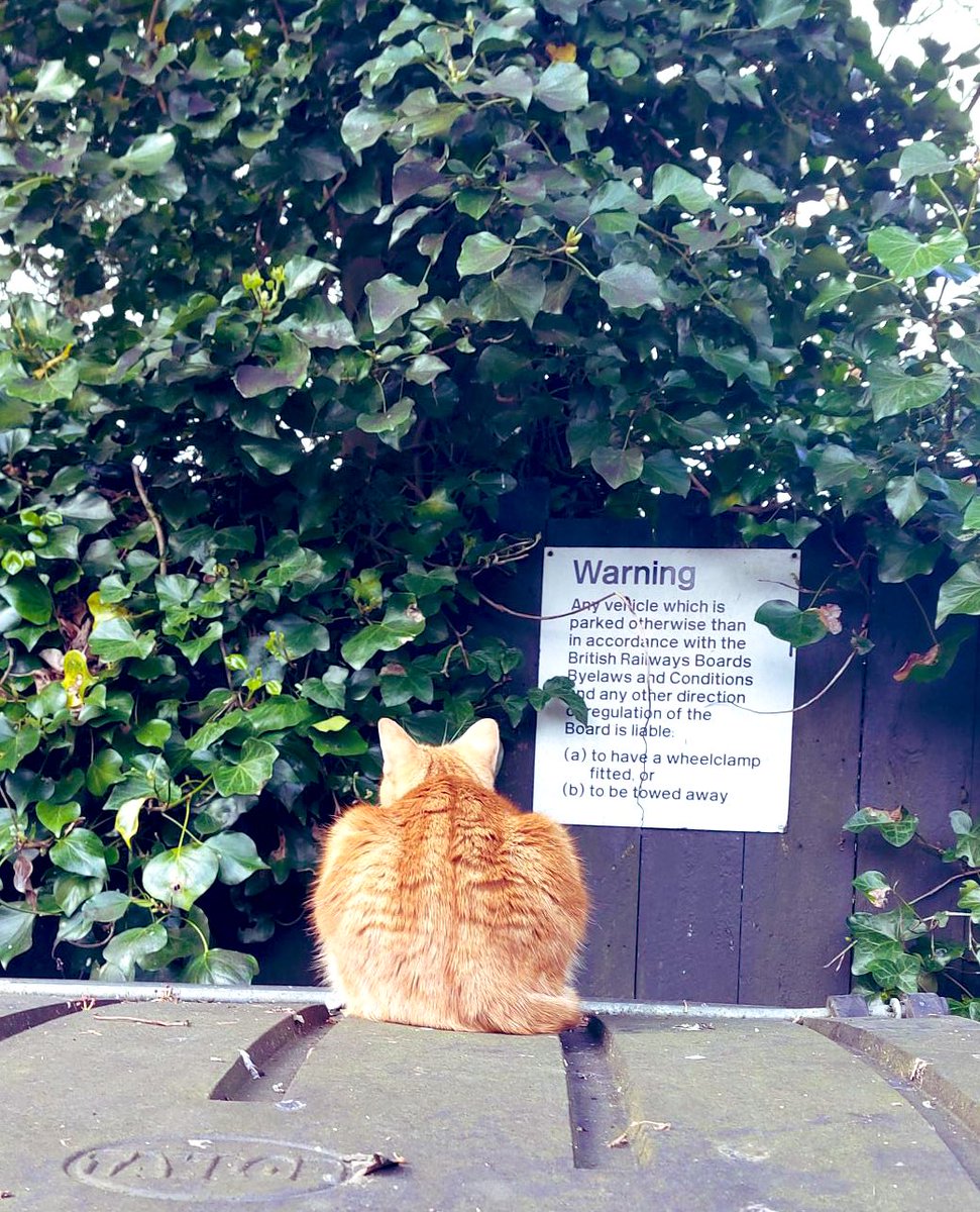 Sunday car park duties, ensuring that all signage is correct and present #cats #cats #Cat #CatsOnTwitter #CatsOfTwitter