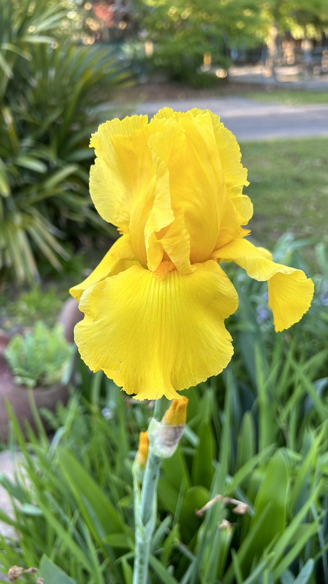 ilenagm's tweet photo. #SundayYellow is my special gold bearded Iris, it lives separate from all my others 🏆💛🤩

#Iris #Gardening #Flowers #Plants #FlowerPhotography #Spring https://t.co/JA1hTpFHI6