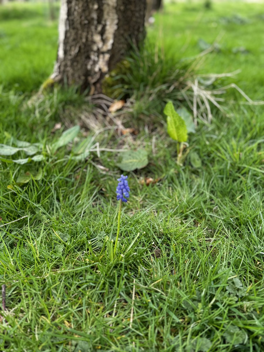 I went to visit my daughter’s grave (in a woodland burial site). There’s a single bluebell pushing up from her. Such a powerful little symbol.