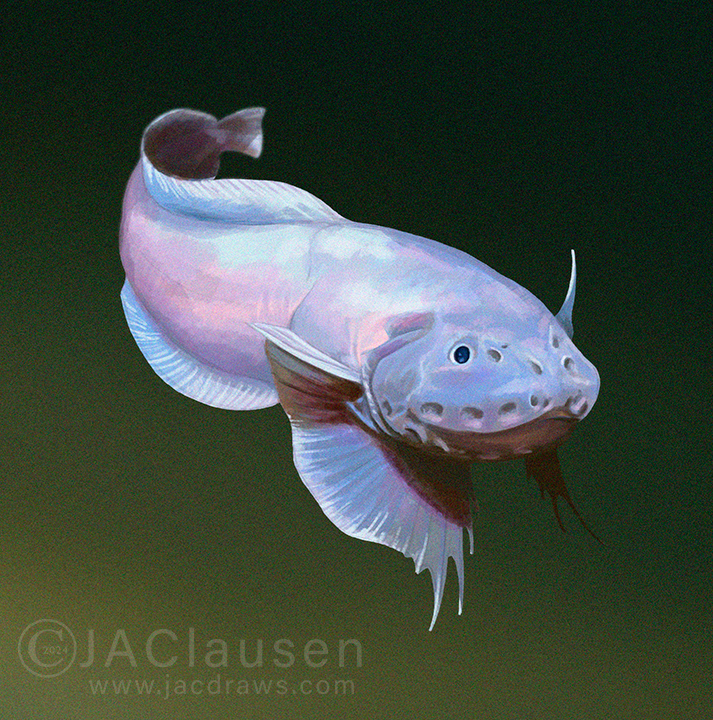 The deepest of deep-sea fish for @Lampichthys birthday #SundayFishSketch: a snailfish. Happy early birthday, Rene 🥳