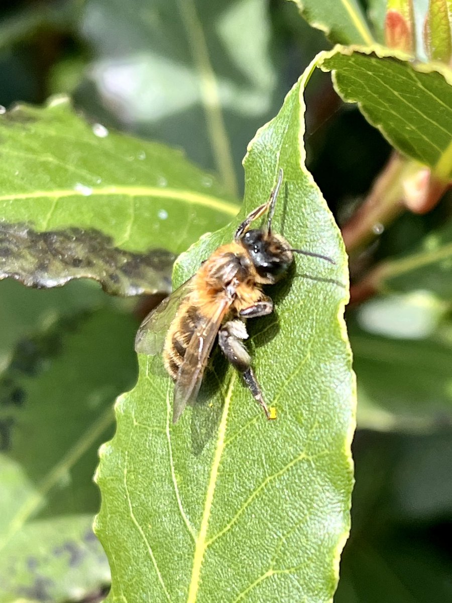 And here’s a female Chocolate Mining Bee sunbathing on a bay leaf. Andrena Scotia #Pollinators #SolitaryBees #NaturGarten