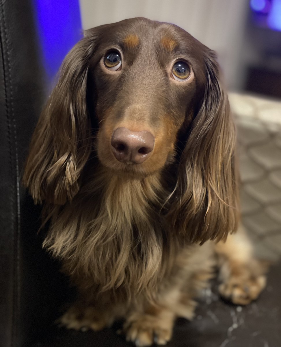 'What do you mean there's no cake left?' - Returning guest Monty arrived a little too late to share in Ben's birthday cake, but no need to panic - we will rustle up a welcome treat for him. After all, could you say no to this face?