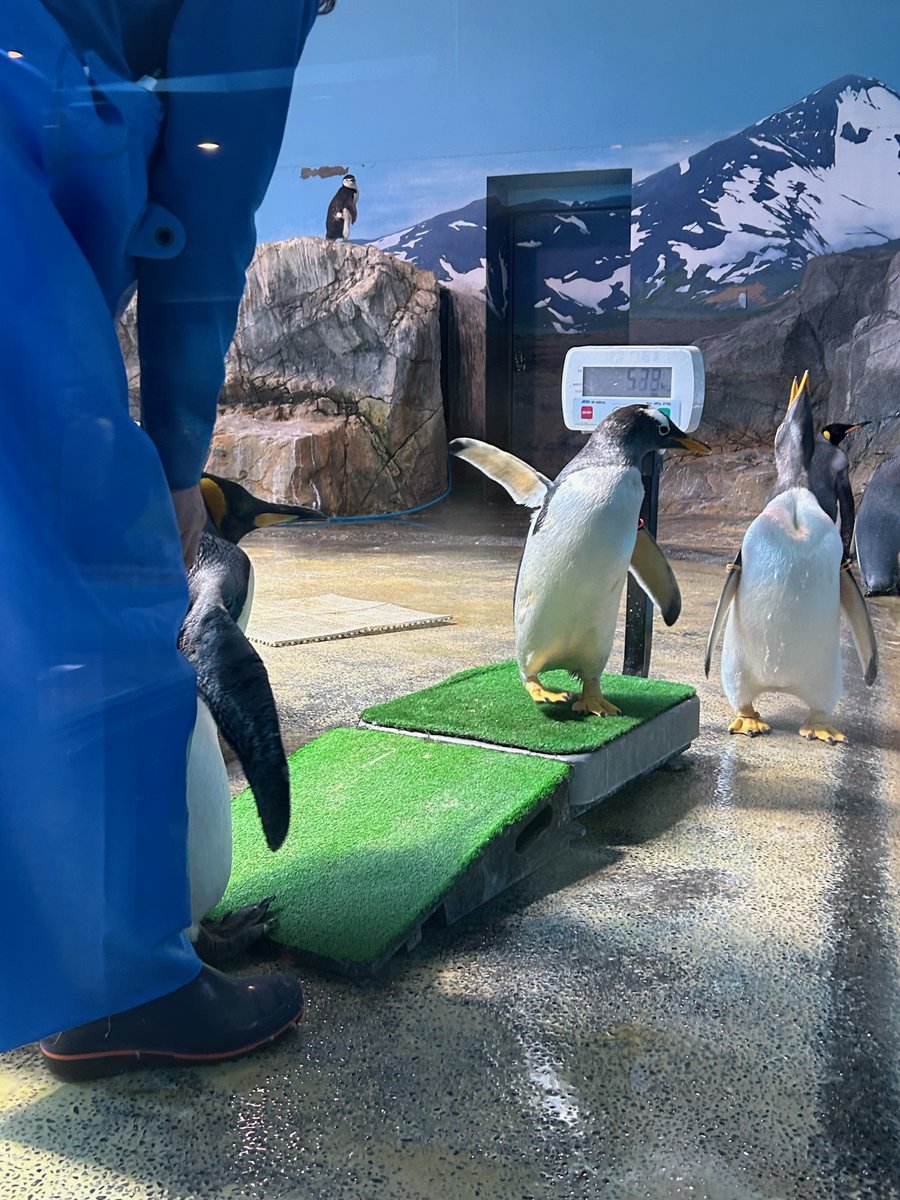 キングペンギンの体重測定を嫌がるキングペンギンと得意げに体重計に乗るジェンツーペンギン。ペンギンにも好き嫌いがあるようですね。 #長崎ペンギン水族館　#ペンギン　#ジェンツーペンギン　#penguin