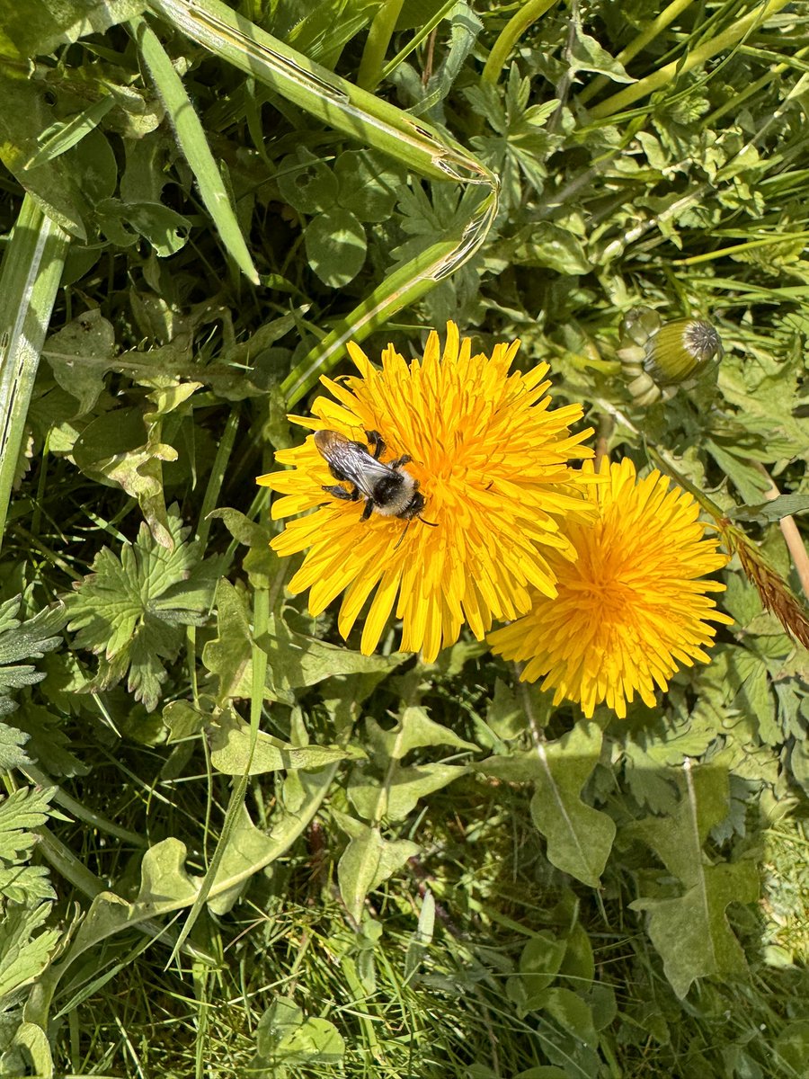 CoedYGo's tweet photo. #AshyMiningBee utopia here right now with the sun out.
Have never seen so many buzzing my shins !
#Heartwarming #Spring
#WildflowerMeadow https://t.co/ojtONBsU7q