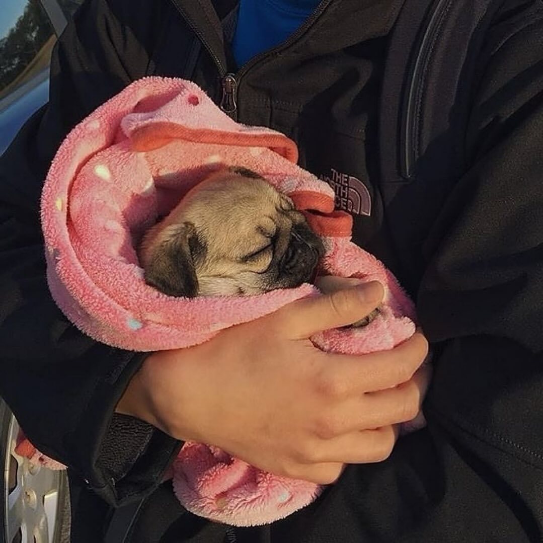 Do you love this so cute..!🥰🥰 #pug #puglife #puppy