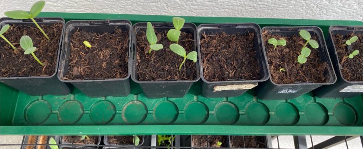 FarceUniversal's tweet photo. Es ist warm genug um die Pflanzen direkt morgens rauszustellen, total weird.
Den Gurken geht es gut die Kürbisse kommen auch langsam 🤗
/1
#GartenUpdate #Gurken #Kürbisse https://t.co/xdZ958mygy