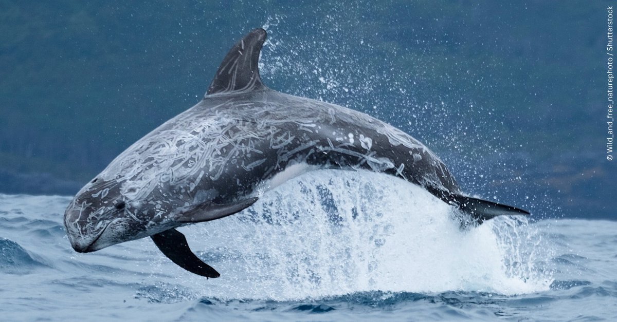 Meet the dolphins you can spot splashing around in Scottish waters... - Bottlenose dolphin - Killer whale - Common dolphin - Risso's dolphin These fascinating creatures are essential for maintaining a balanced ocean ecosystem, benefiting wildlife & people. 🐬 #WorldDolphinDay