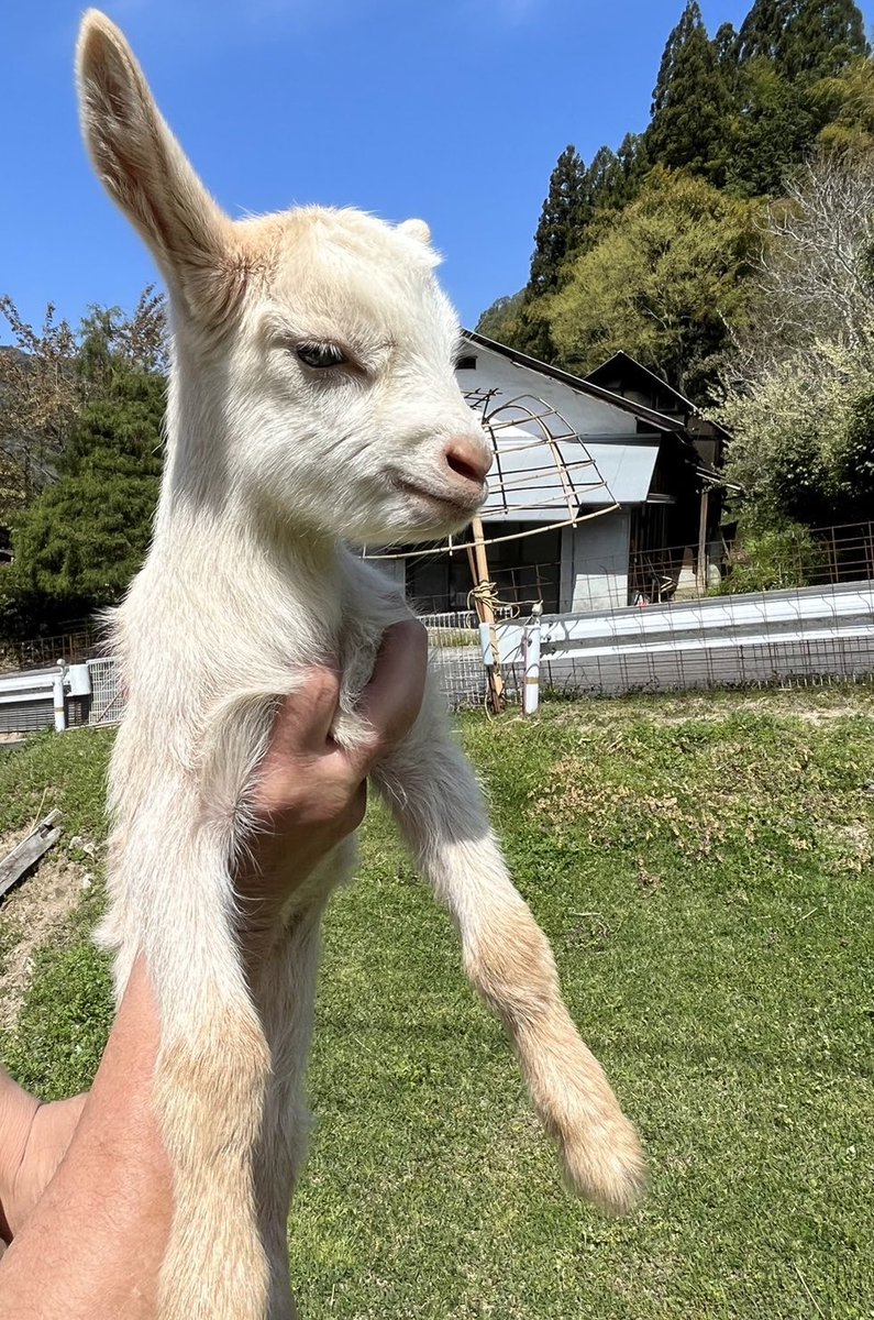 yagi_honpo's tweet photo. 実家から「すばしっこくて捕まらない」のメッセージと共に子ヤギの写真が送られてきたんですけど
だいぶ逃げ回ったあげく抱っこされたとみえ すごいむくれ顔してる　

かわいい😂 https://t.co/OeWIz2G3Yt