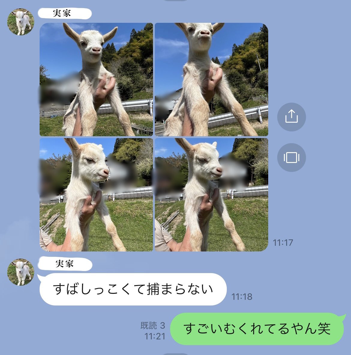 yagi_honpo's tweet photo. 実家から「すばしっこくて捕まらない」のメッセージと共に子ヤギの写真が送られてきたんですけど
だいぶ逃げ回ったあげく抱っこされたとみえ すごいむくれ顔してる　

かわいい😂 https://t.co/OeWIz2G3Yt