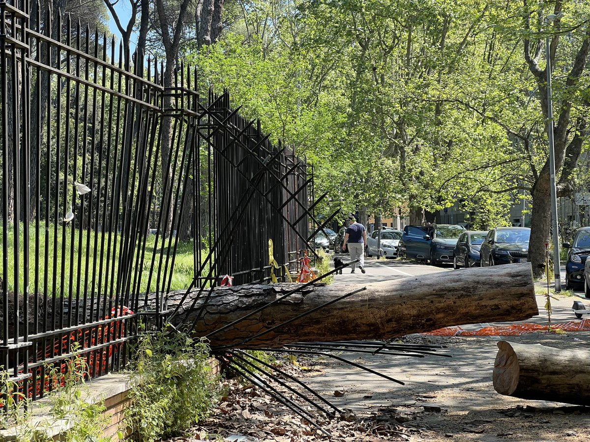 Villa Glori per quelli che dicono non bisogna abbattere gli alberi pericolanti @gualtierieurope @Sabrinalfonsi @Antincivili @battaglia_persa @salviamoroma @Retake_Roma @RomaTutti @RomaPulita @CarloCalenda