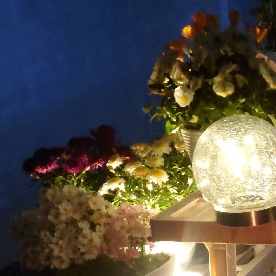 totantanto's tweet photo. 夢が一つ叶った😊✨✨
自分で育てたバルコニーの花たちを見ながら晩酌

今日あったかいですよね
サッシを開け放って、いい風
暑くなると、虫が入るから、できないこと😅
#ガーデニング
#ビオラ
#ディモルフォセカ
#プリムラマラコイデス
#マーガレット
#ラベンダー https://t.co/0nM2hpwkaQ