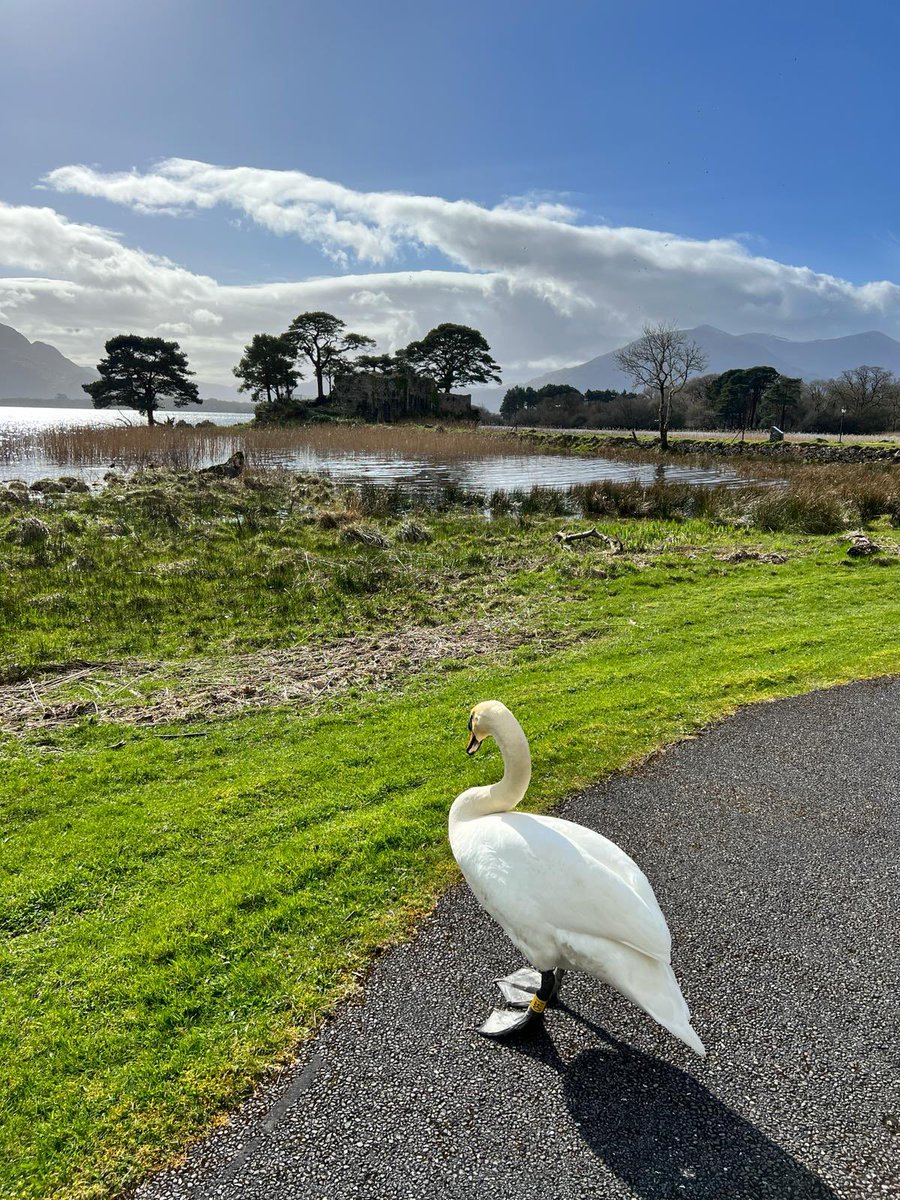 LakeHotel's tweet image. Another beautiful day at The Lake, surrounded by nature 🦢☀️ #lakeviews #lakehotelkillarney #lakehotel #swan #surroundedbynature #staycation #vacation #escapetothelake #discoverireland