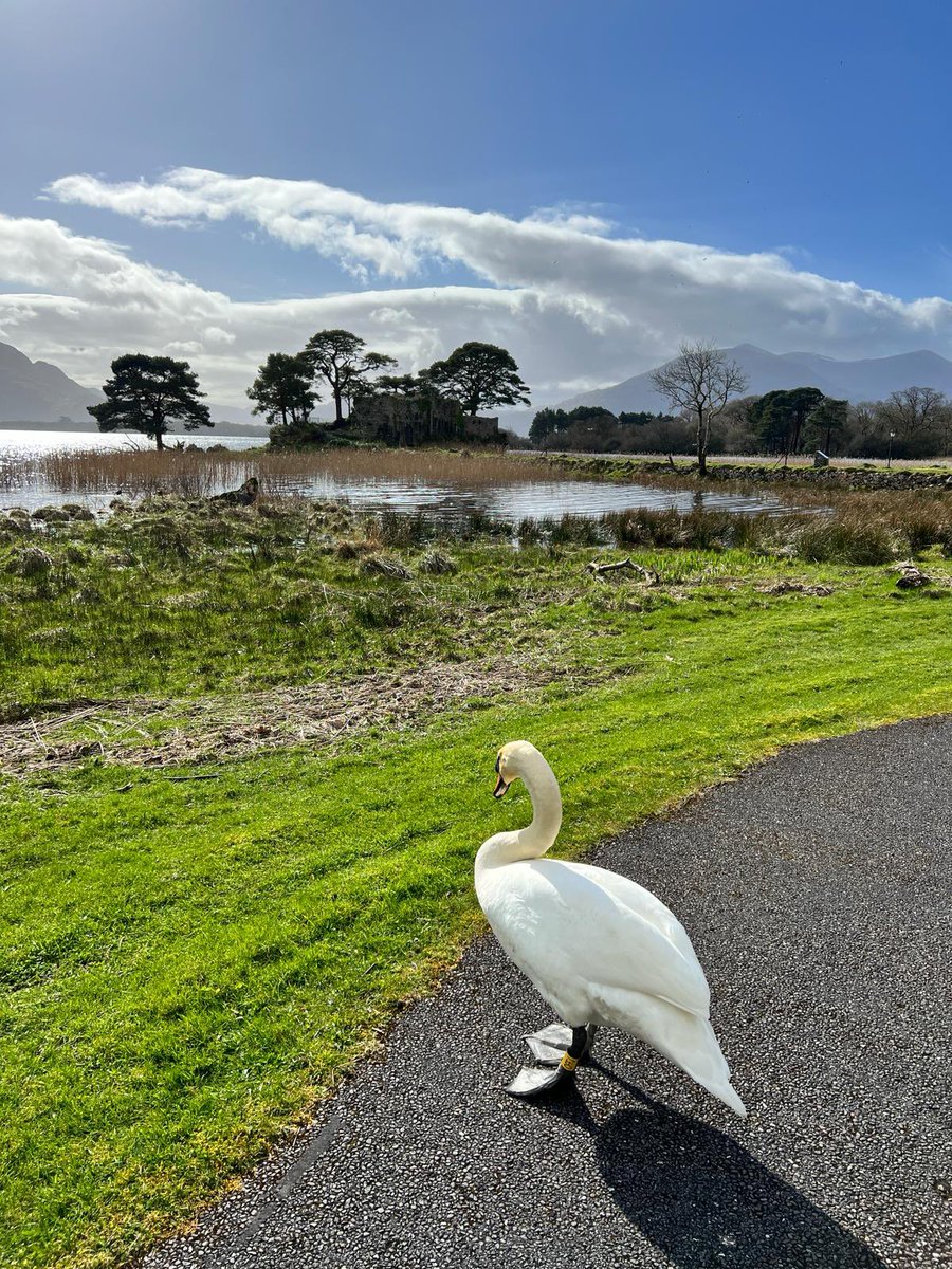 Another beautiful day at The Lake, surrounded by nature 🦢☀️ #lakeviews #lakehotelkillarney #lakehotel #swan #surroundedbynature #staycation #vacation #escapetothelake #discoverireland